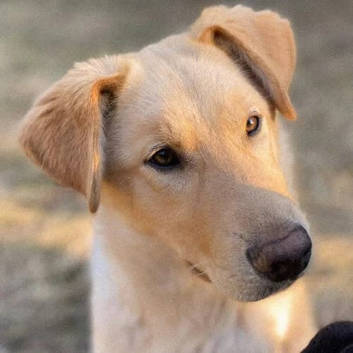 Mira, female 6yo Mixed Breed for adoption at Fundacja Puszatek, Warszawa