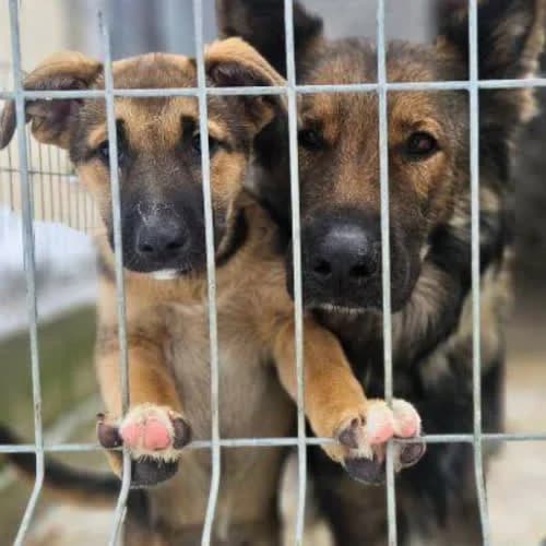 Astra, female puppy Mixed Breed for adoption at Fundacja Puszatek, Warszawa