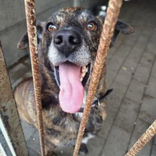 Bekon, male puppy Mixed Breed for adoption at Fundacja Puszatek, Warszawa
