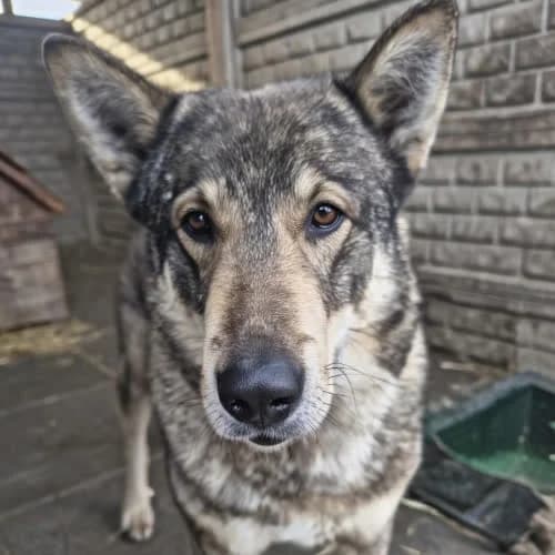 Lex, male puppy Mixed Breed for adoption at Fundacja Puszatek, Warszawa