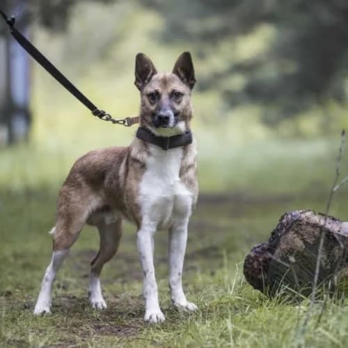 Andrut, male puppy Mixed Breed for adoption at Fundacja Puszatek, Warszawa