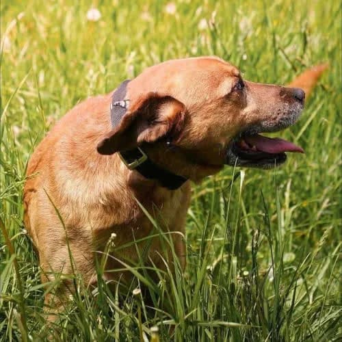 Snickers, male puppy Mixed Breed for adoption at Fundacja Puszatek, Warszawa