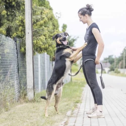 Cywil, male puppy Mixed Breed for adoption at Fundacja Puszatek, Warszawa