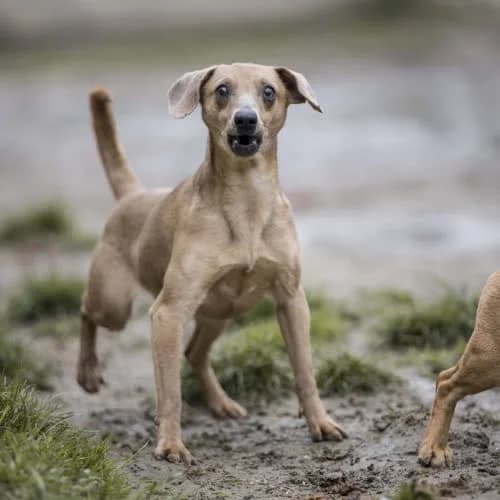 Barcik, male 3yo Mixed Breed for adoption at Fundacja Puszatek, Warszawa