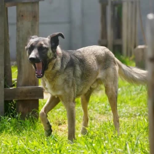 Suchar, male puppy Mixed Breed for adoption at Fundacja Puszatek, Warszawa