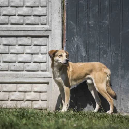 Bravo, male puppy Mixed Breed for adoption at Fundacja Puszatek, Warszawa