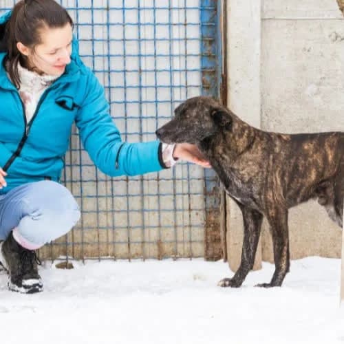 Lilo, male puppy Mixed Breed for adoption at Fundacja Puszatek, Warszawa