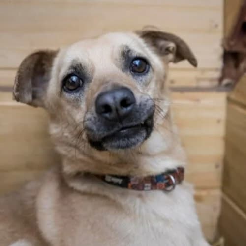 Kostek, male puppy Mixed Breed for adoption at Fundacja Puszatek, Warszawa