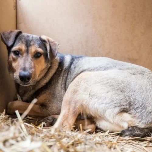 Pandek, male puppy Mixed Breed for adoption at Fundacja Puszatek, Warszawa