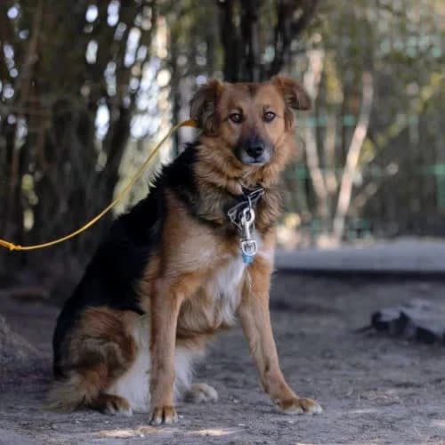 Wiruska, female puppy Mixed Breed for adoption at Fundacja Puszatek, Warszawa