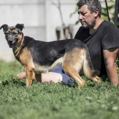 Józia, female puppy Mixed Breed for adoption at Fundacja Puszatek, Warszawa