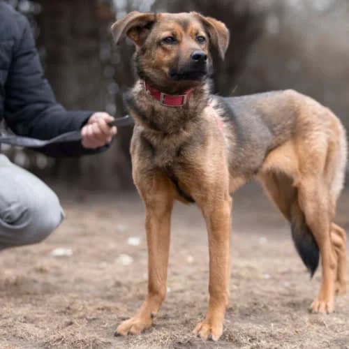 Klara, female puppy Mixed Breed for adoption at Fundacja Puszatek, Warszawa