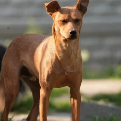 Tolek, male puppy Mixed Breed for adoption at Fundacja Puszatek, Warszawa