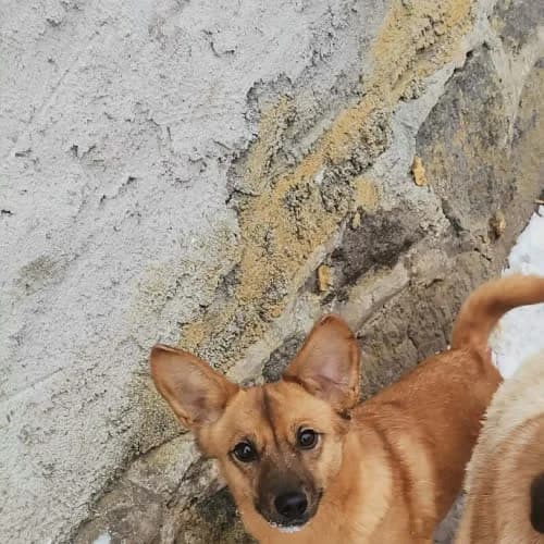 Perelka, female puppy Mixed Breed for adoption at Fundacja Puszatek, Warszawa
