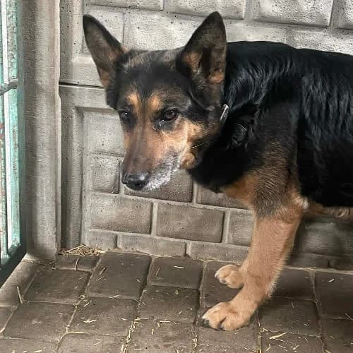 Deser, female puppy Mixed Breed for adoption at Fundacja Puszatek, Warszawa