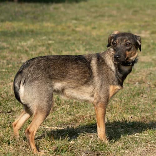 sunia, female puppy Mixed Breed for adoption at Fundacja Puszatek, Warszawa