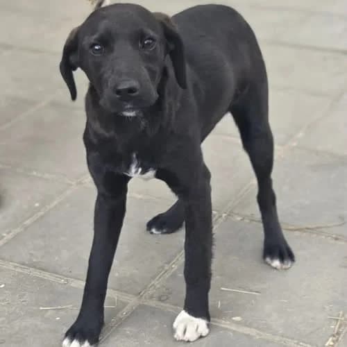 Szczeniak Grzebień, male senior Mixed Breed for adoption at Fundacja Puszatek, Warszawa