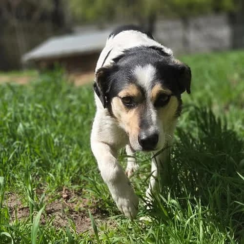 Ciacho mix Beagle, male puppy Mixed Breed for adoption at Fundacja Puszatek, Warszawa