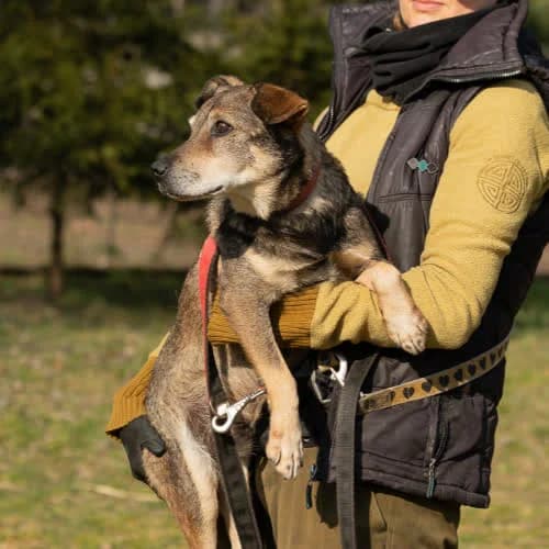 piesek, male puppy Mixed Breed for adoption at Fundacja Puszatek, Warszawa