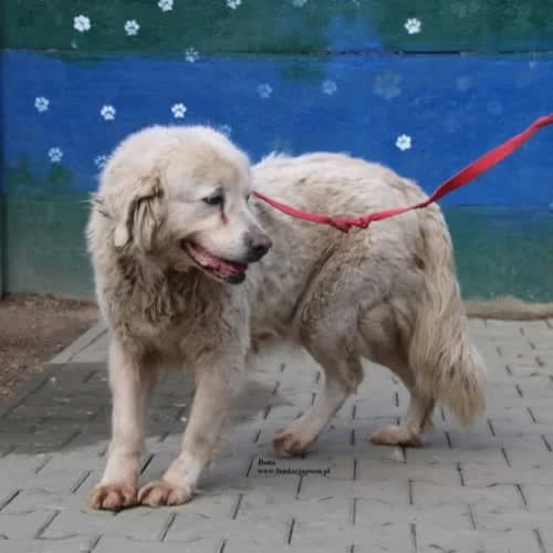 Bona, female puppy Mixed Breed for adoption at Fundacja Puszatek, Warszawa