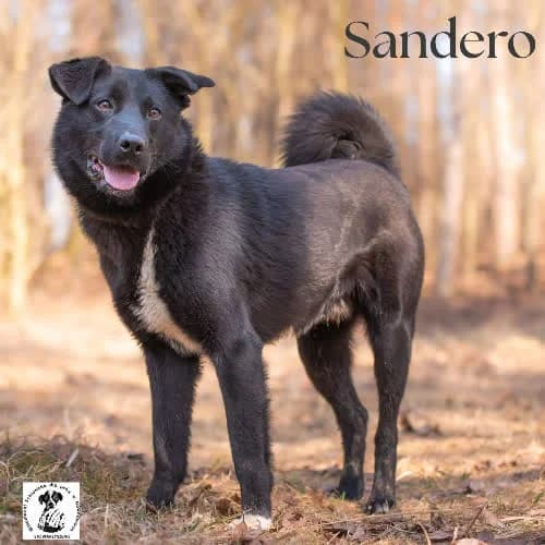 optymista SANDERO, male puppy Mixed Breed for adoption at Fundacja Puszatek, Warszawa