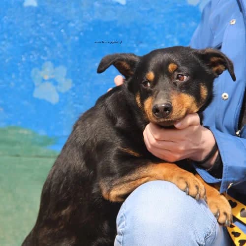 Kovu, male puppy Mixed Breed for adoption at Fundacja Puszatek, Warszawa