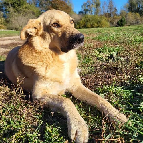 Szach, male puppy Mixed Breed for adoption at Fundacja Puszatek, Warszawa