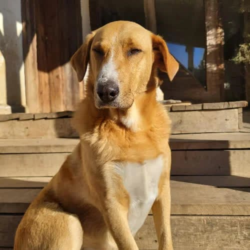 Mak, male puppy Mixed Breed for adoption at Fundacja Puszatek, Warszawa