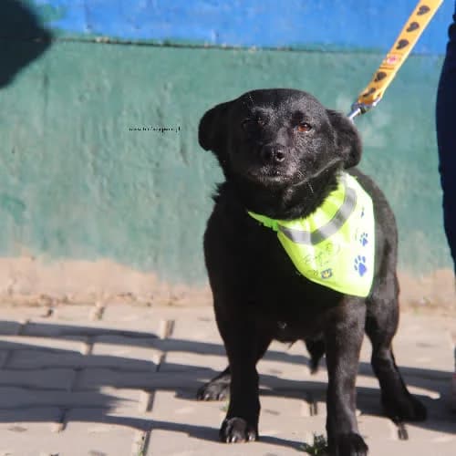 Calineczka, female puppy Mixed Breed for adoption at Fundacja Puszatek, Warszawa