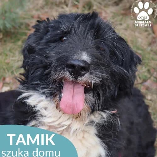 Tamik, male puppy Mixed Breed for adoption at Fundacja Puszatek, Warszawa