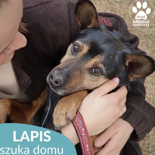 Lapis, male puppy Mixed Breed for adoption at Fundacja Puszatek, Warszawa