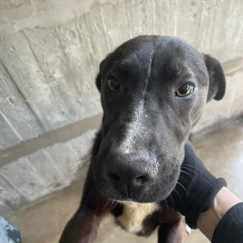Klimat szczeniak, male 7yo Mixed Breed for adoption at Fundacja Puszatek, Warszawa