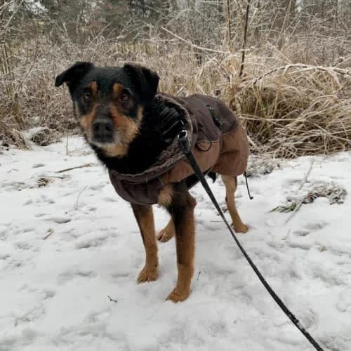 Romek, male 4yo Mixed Breed for adoption at Fundacja Puszatek, Warszawa