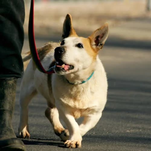 Reksio, male puppy Mixed Breed for adoption at Fundacja Puszatek, Warszawa