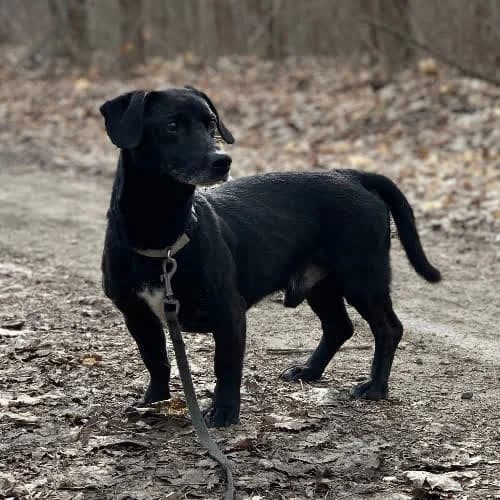 Daniel, male puppy Mixed Breed for adoption at Fundacja Puszatek, Warszawa
