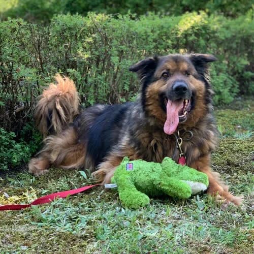 Tajson, male puppy Mixed Breed for adoption at Fundacja Puszatek, Warszawa