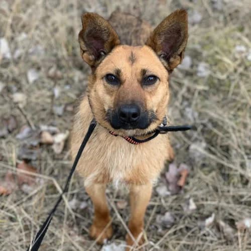 Kris, male puppy Mixed Breed for adoption at Fundacja Puszatek, Warszawa