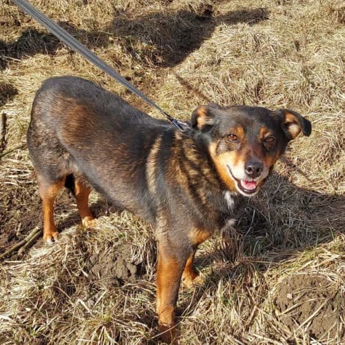 Dżidżi, male puppy Mixed Breed for adoption at Fundacja Puszatek, Warszawa