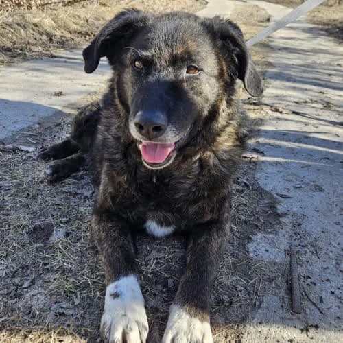 Szerkan, male puppy Mixed Breed for adoption at Fundacja Puszatek, Warszawa