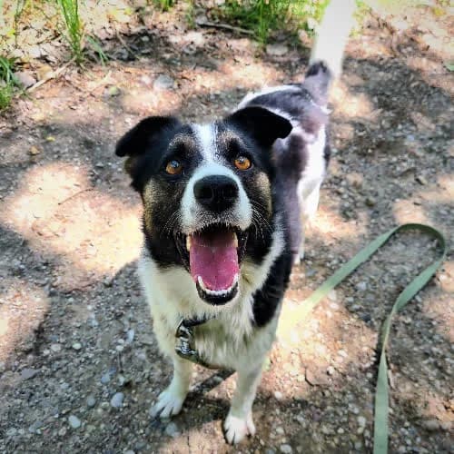 Dexter, male puppy Mixed Breed for adoption at Fundacja Puszatek, Warszawa
