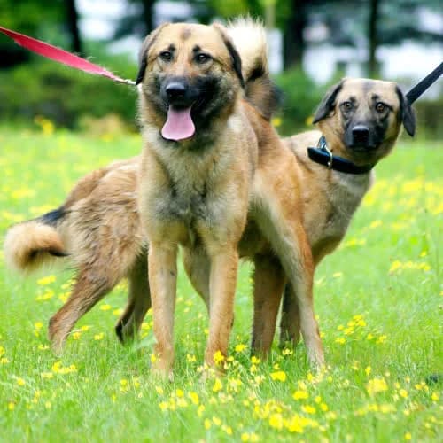 Lusia i Dusia, female puppy Mixed Breed for adoption at Fundacja Puszatek, Warszawa