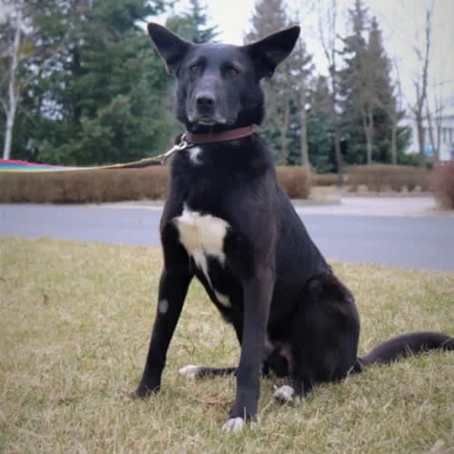 Sułtan, male puppy Mixed Breed for adoption at Fundacja Puszatek, Warszawa