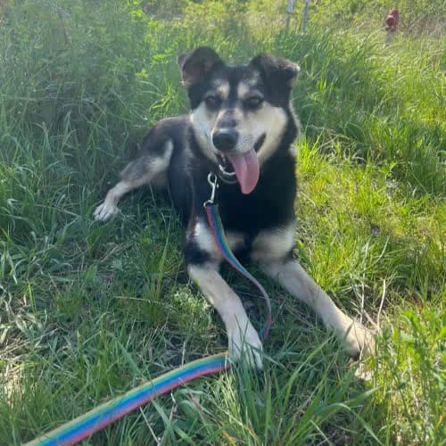Sabina, female puppy Mixed Breed for adoption at Fundacja Puszatek, Warszawa