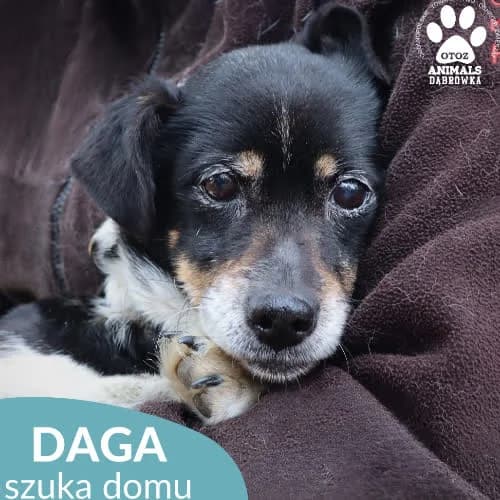 Daga, female puppy Mixed Breed for adoption at Fundacja Puszatek, Warszawa