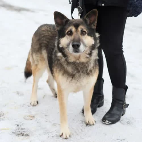 Mufasa, male senior Mixed Breed for adoption at Fundacja Puszatek, Warszawa