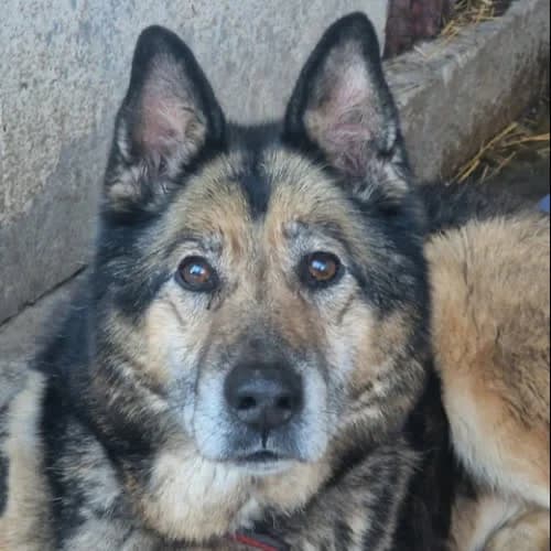 Jurek, male senior Mixed Breed for adoption at Fundacja Puszatek, Warszawa