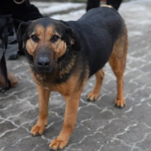 Aza, female puppy Mixed Breed for adoption at Fundacja Puszatek, Warszawa