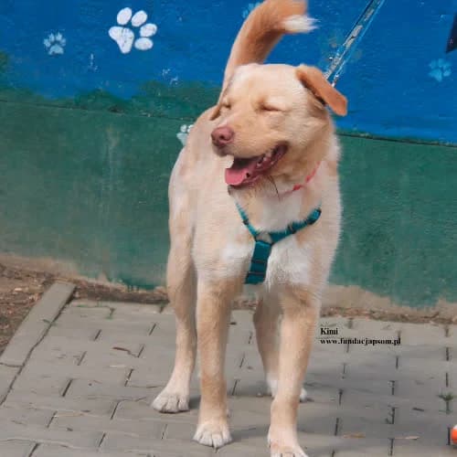 Kimi, male puppy Mixed Breed for adoption at Fundacja Puszatek, Warszawa