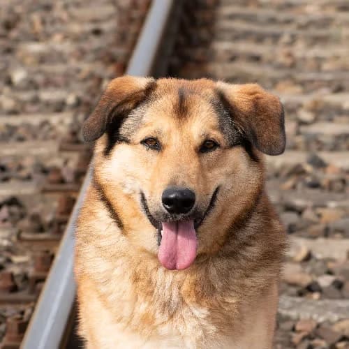 ROKI, male 4yo Mixed Breed for adoption at Fundacja Puszatek, Warszawa