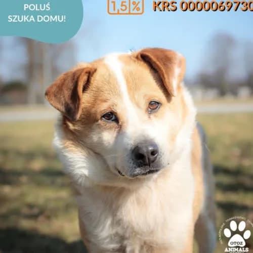 POLUŚ, male puppy Mixed Breed for adoption at Fundacja Puszatek, Warszawa